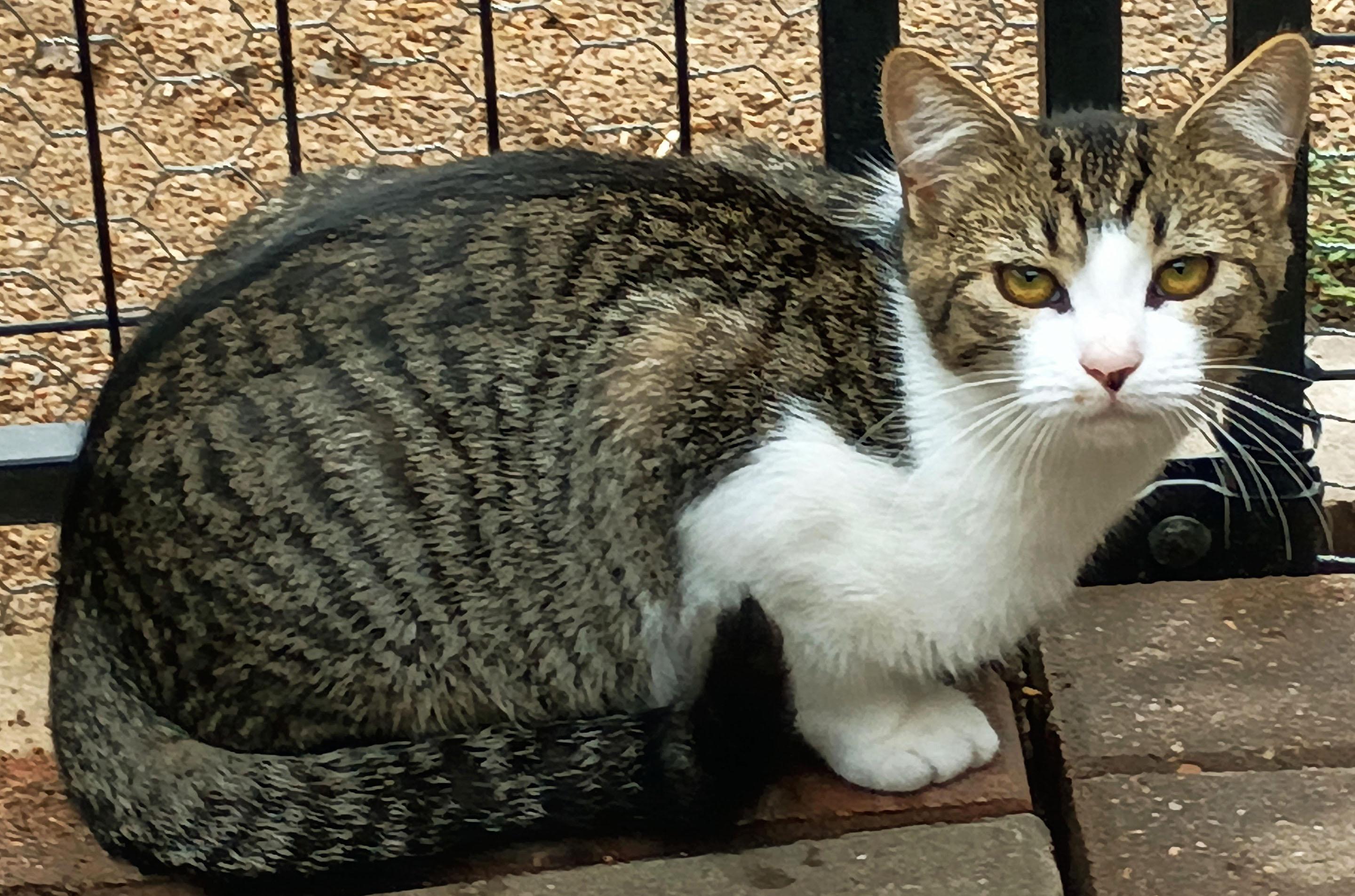 petfinder manhattan ks