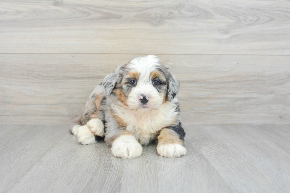 petite bernedoodle for sale