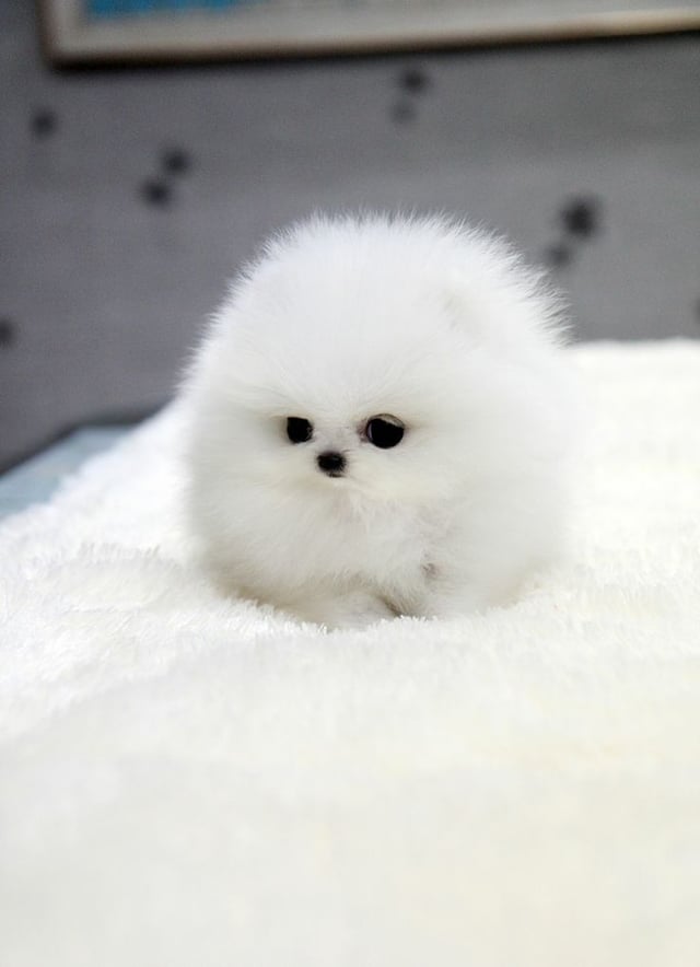 cute fluffy white puppy