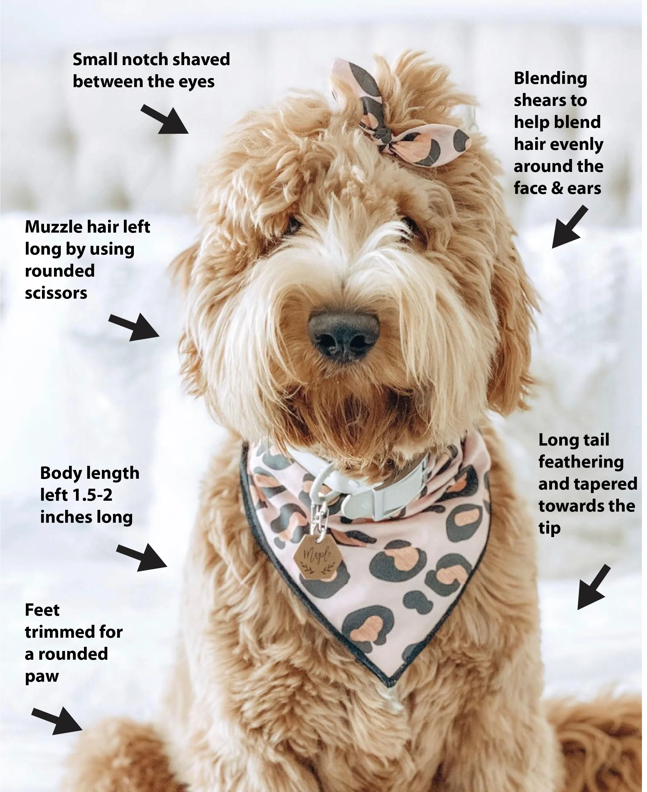 types of goldendoodle haircuts