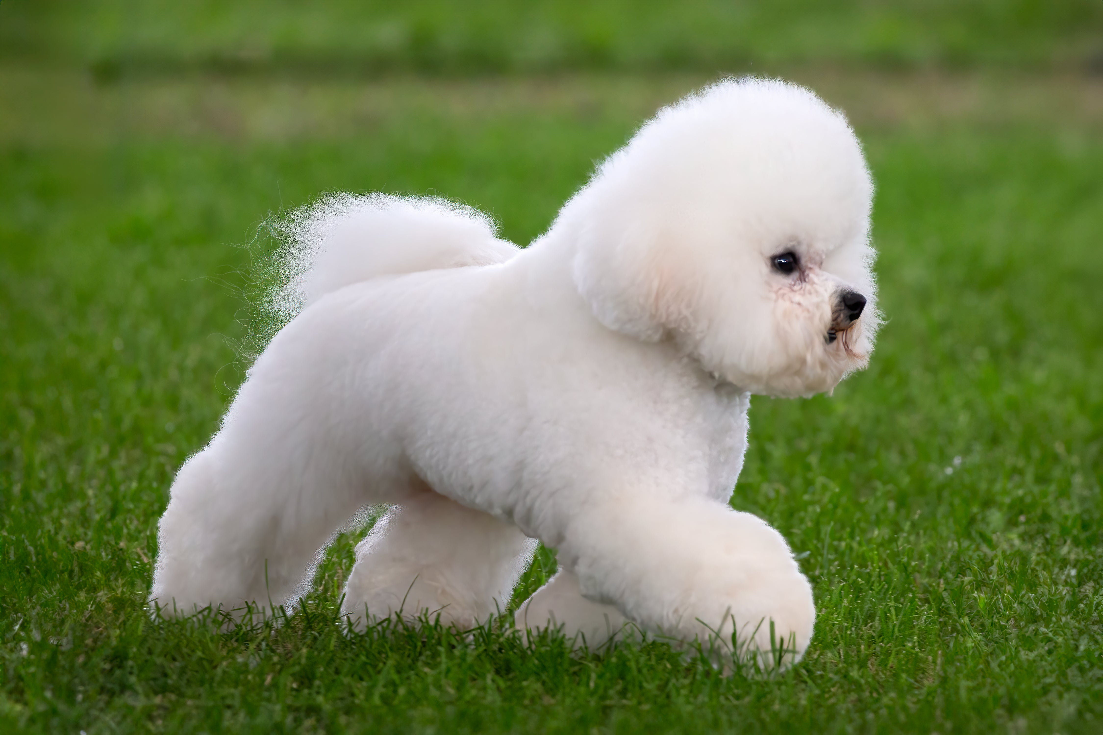 bichon dogs for sale