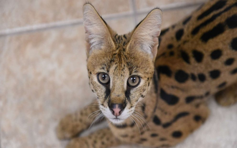 exotic cat breeds for sale