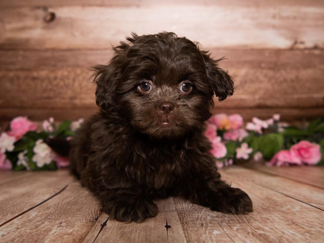 peekapoo for sale near me