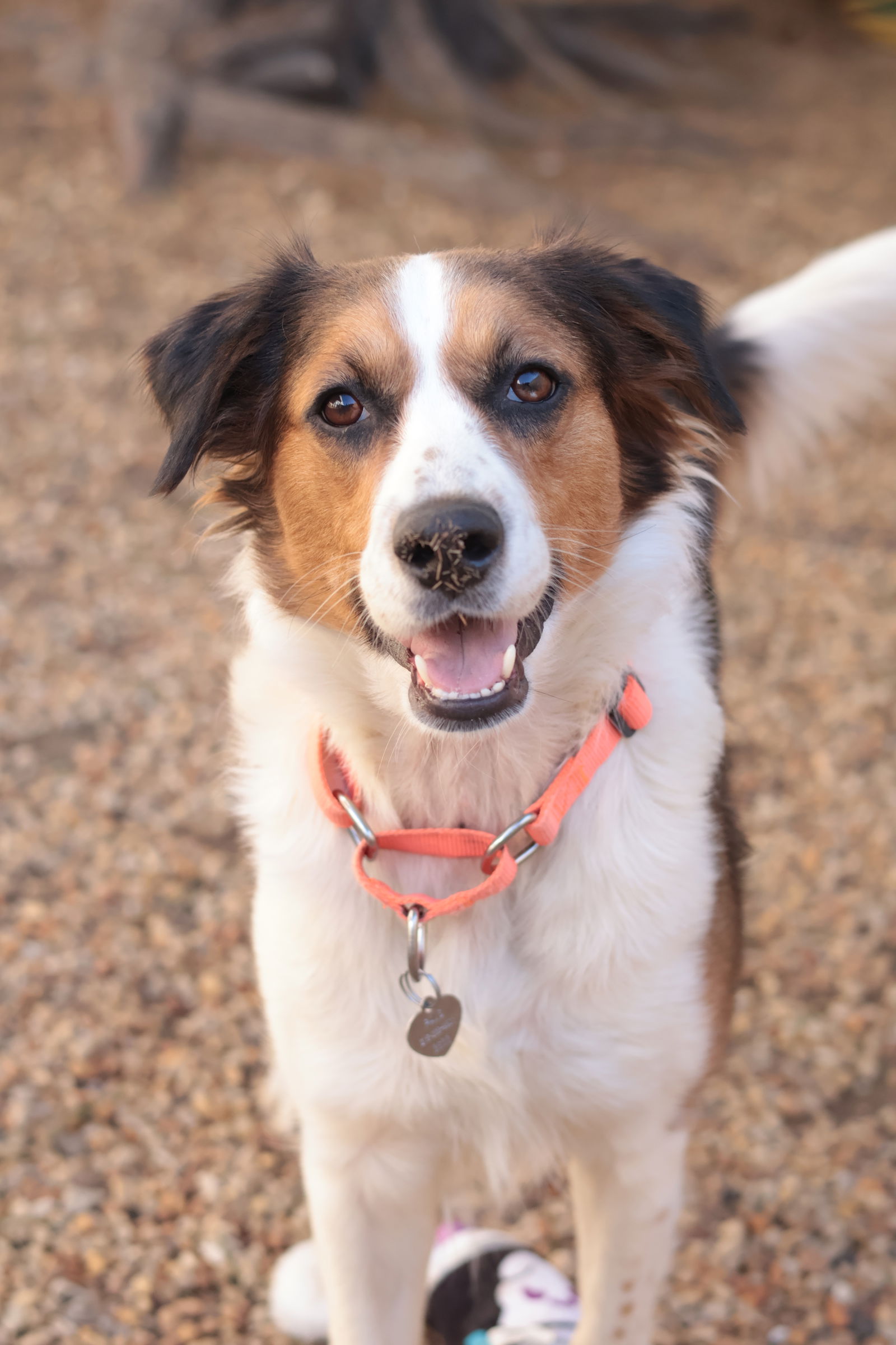 dog rescue groups near me