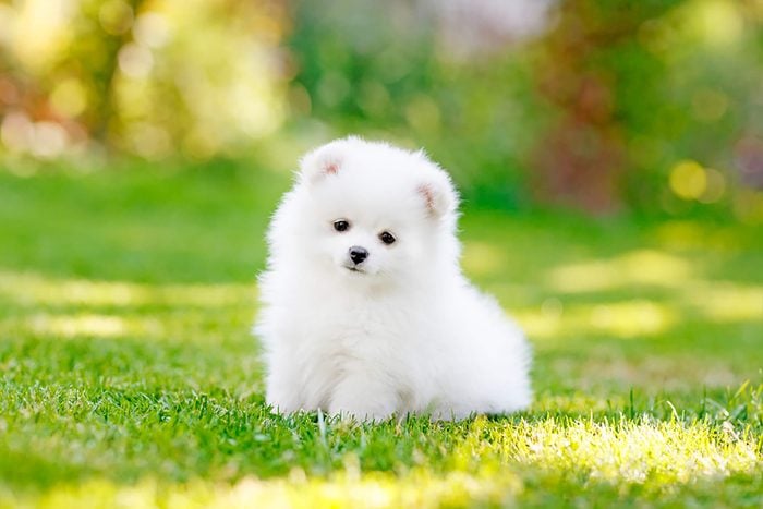 picture of puppy