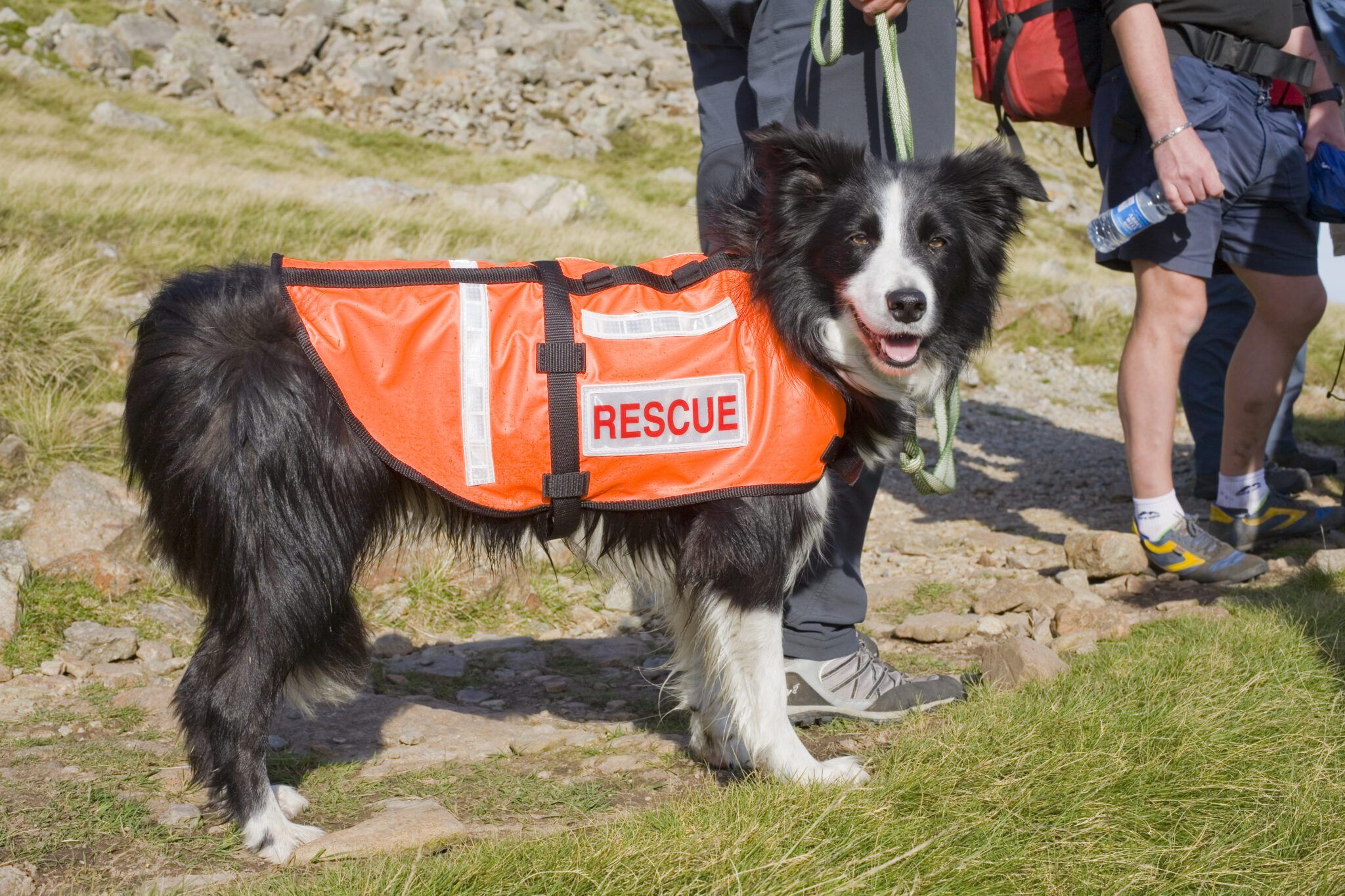search and rescue dogs