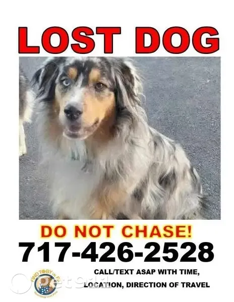 lost australian shepherd near me