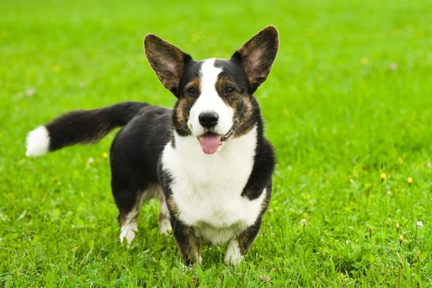 short legged terriers
