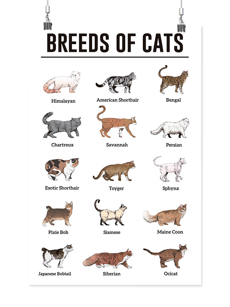 cat breeds beginning with s