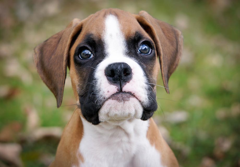 boxer puppies florida
