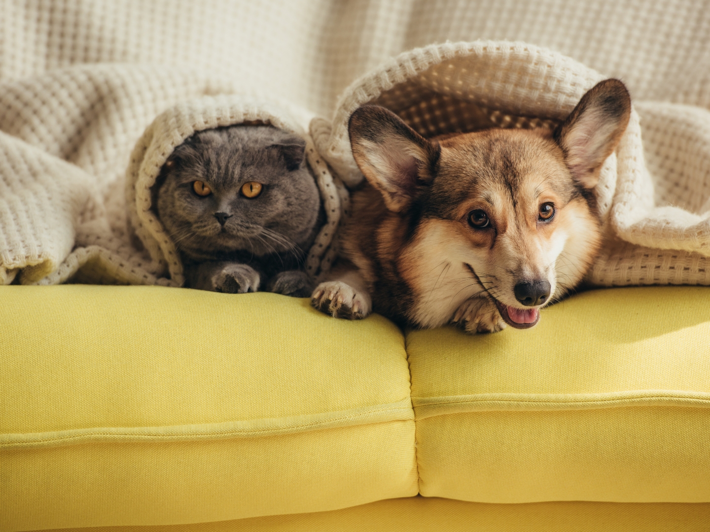 best online pet stores