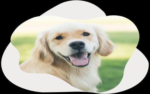 dog let out service near me