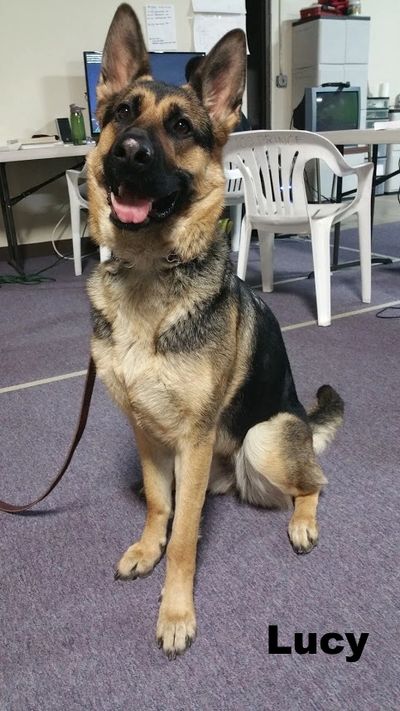 rescue german shepherd near me