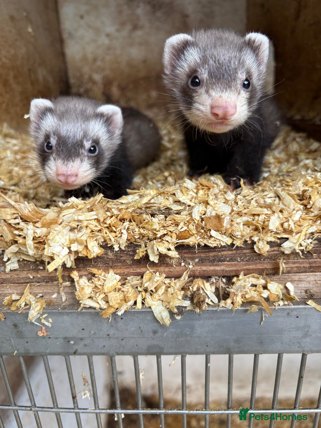 ferrets for sale in california