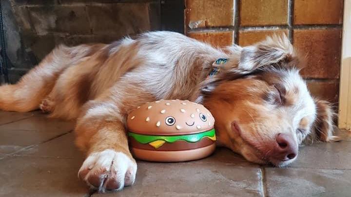 australian shepherd rescue north texas