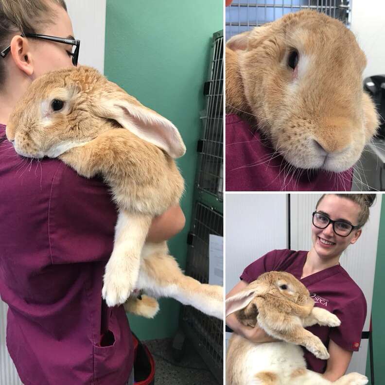 adopt a giant rabbit