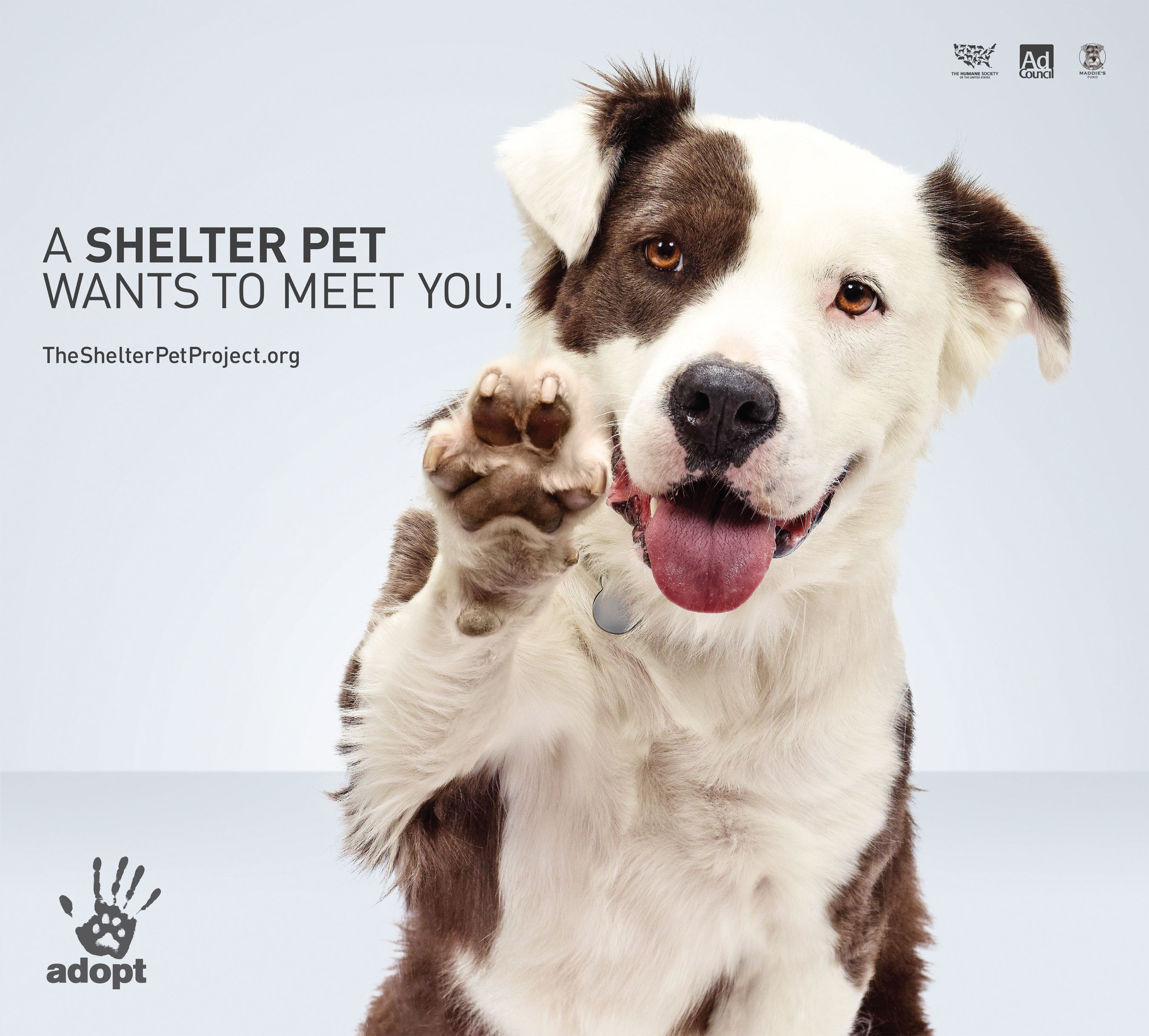 dog shelter ad
