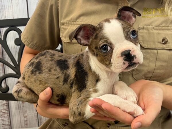 boston terriers for sale in ky