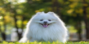 cute fluffy white puppy