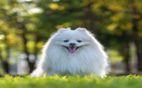 cute fluffy white puppy