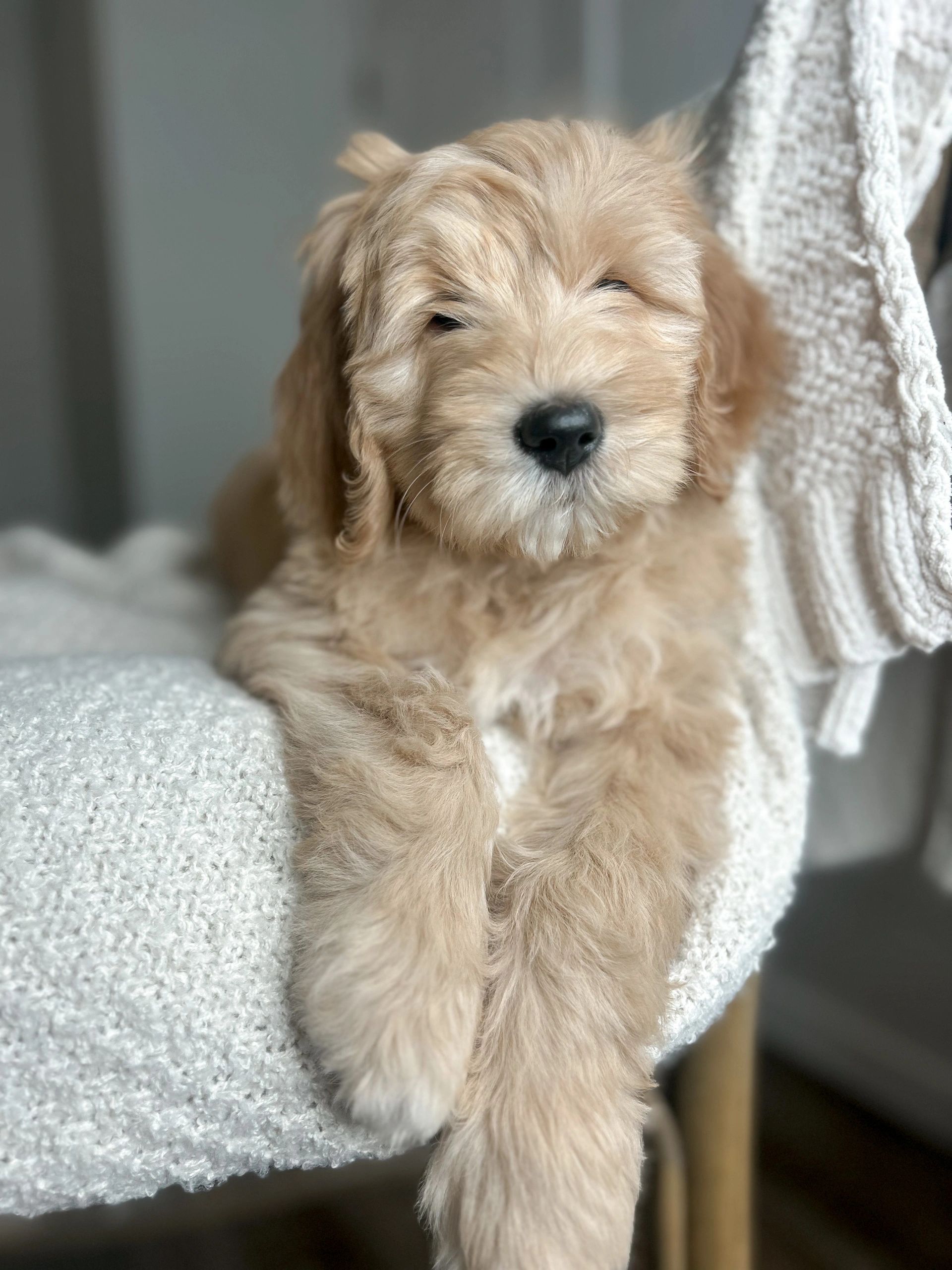 goldendoodle puppies washington state