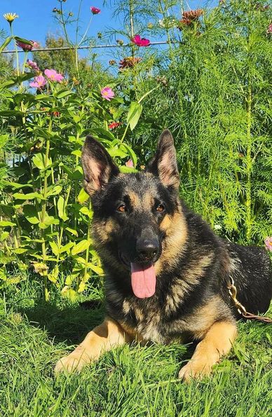 german shepherd breeders long island