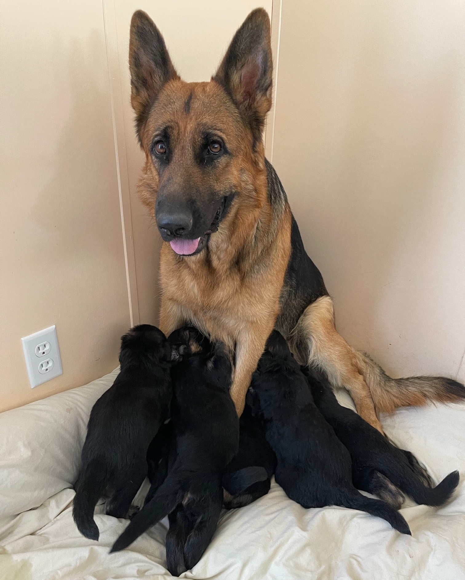 german shepherd puppies for sale in ky