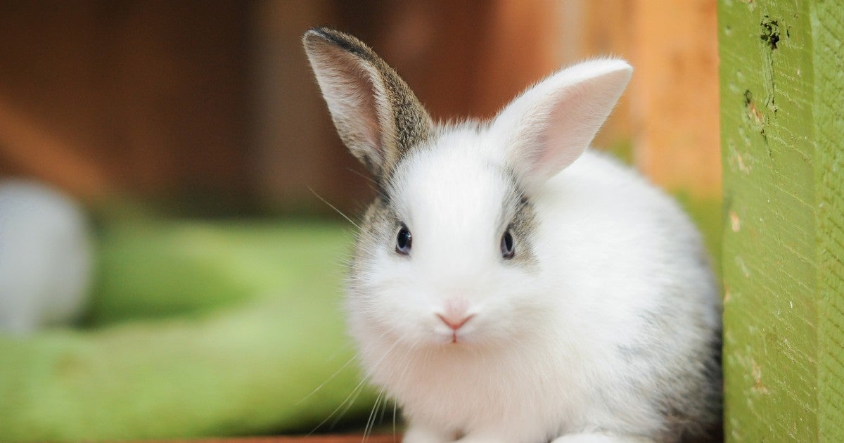 pet bunny rabbits