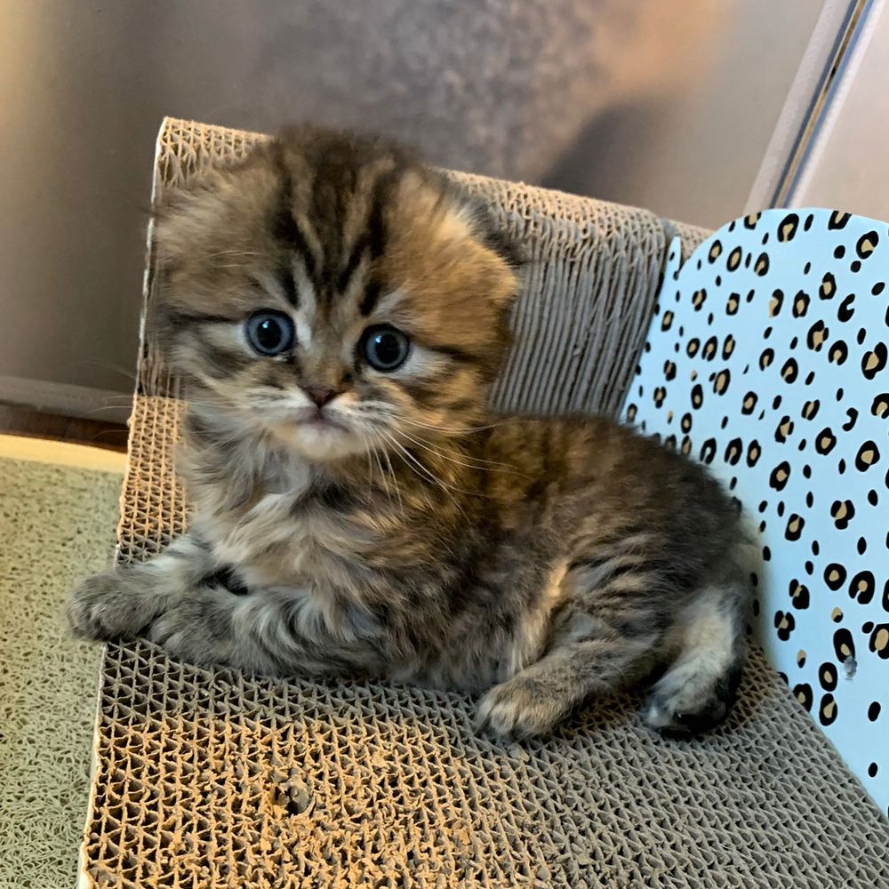 puppies kittens for sale