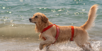 golden retriever rescue de