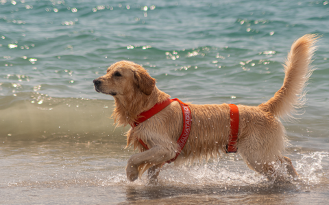 golden retriever rescue de