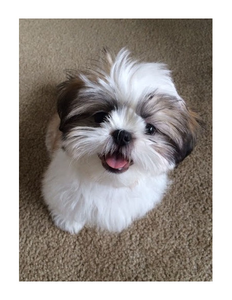 dog breed shih tzu price in india