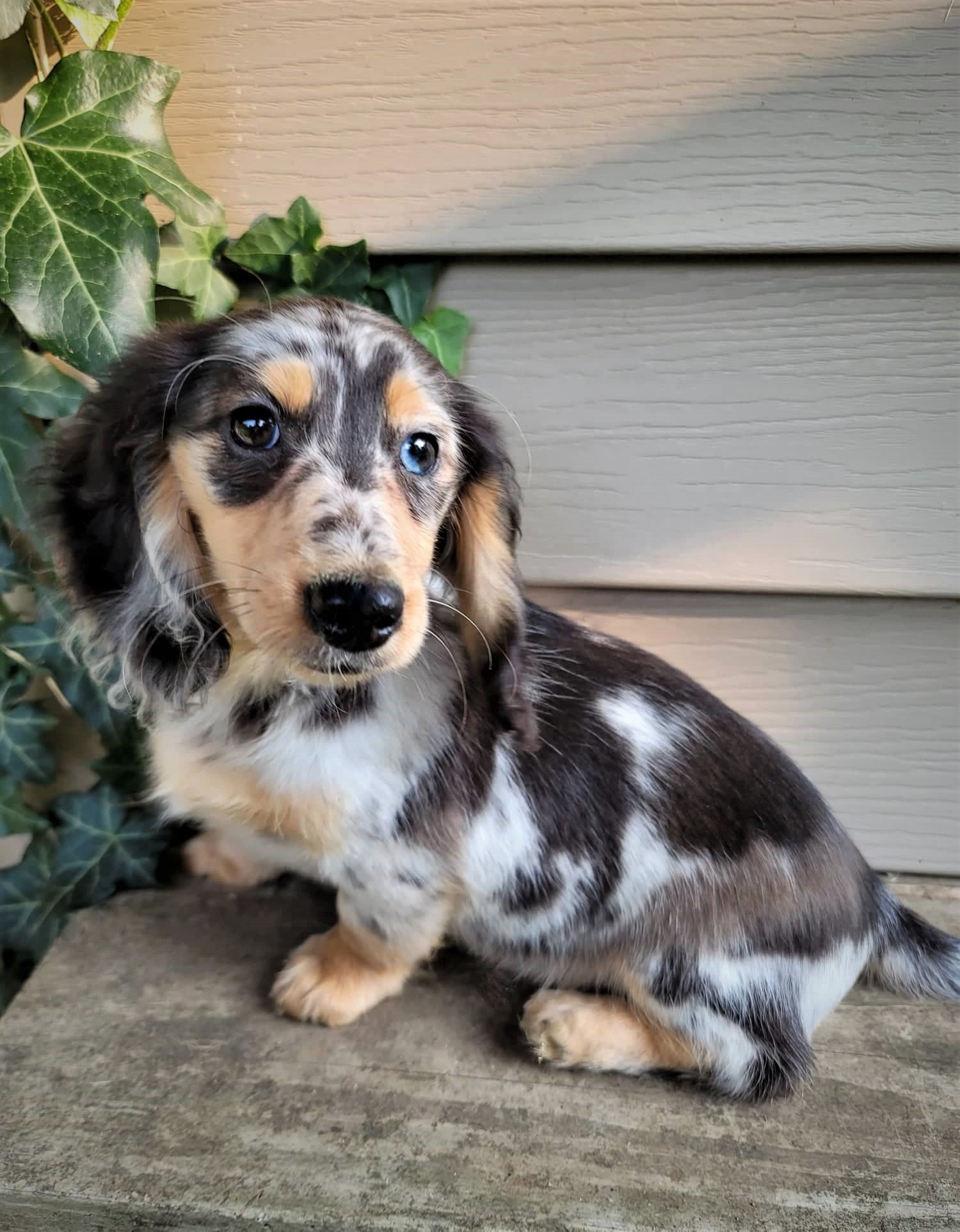 dachshund breeders indiana