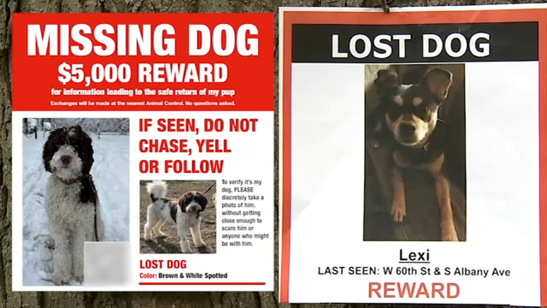 chicago lost dogs