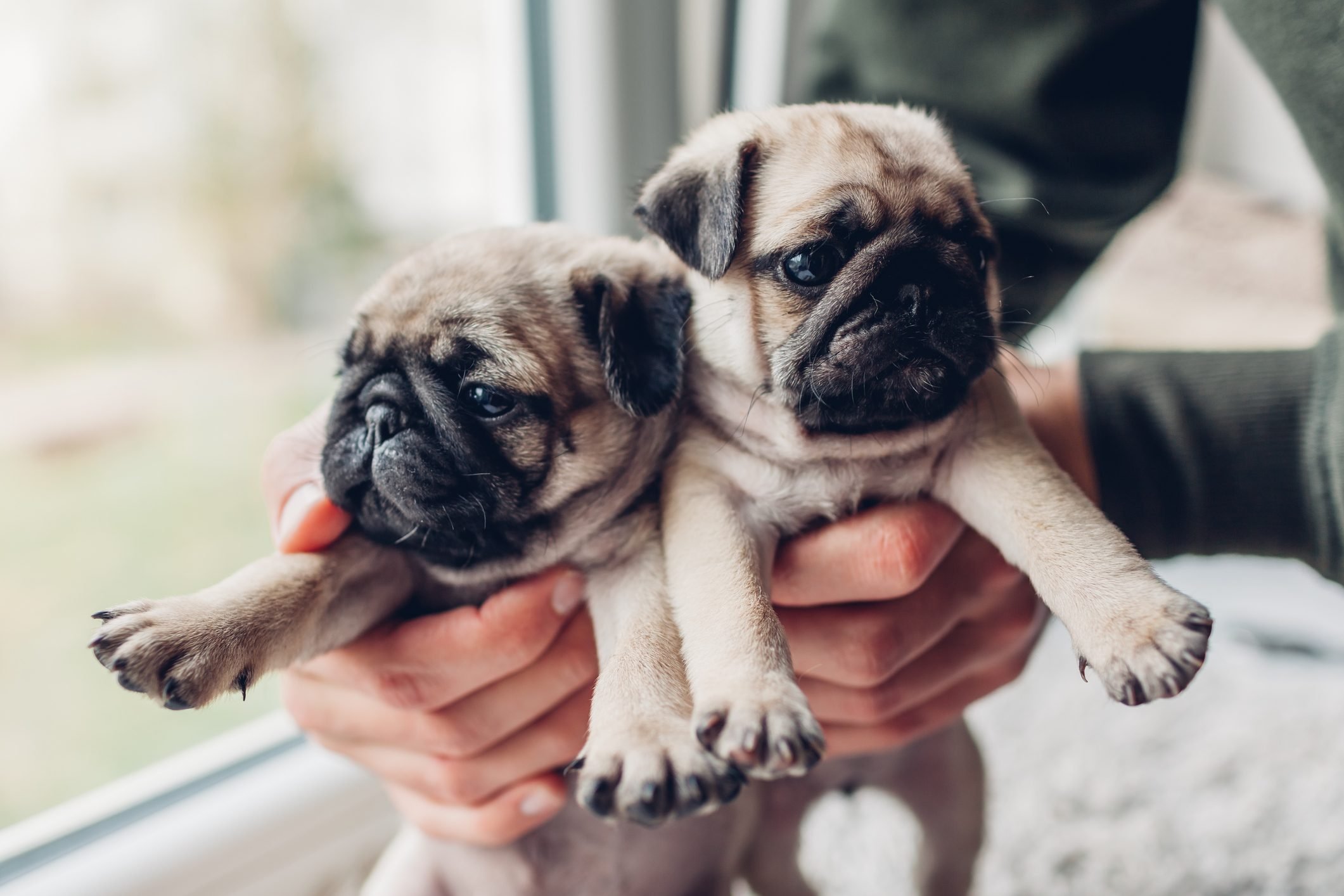 cute pug photos
