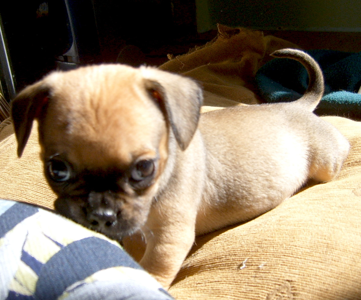 pug dachshund mix for sale