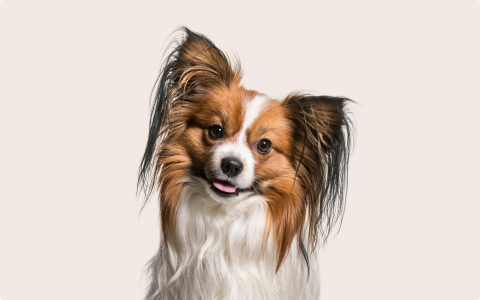 cat and dog compatibility