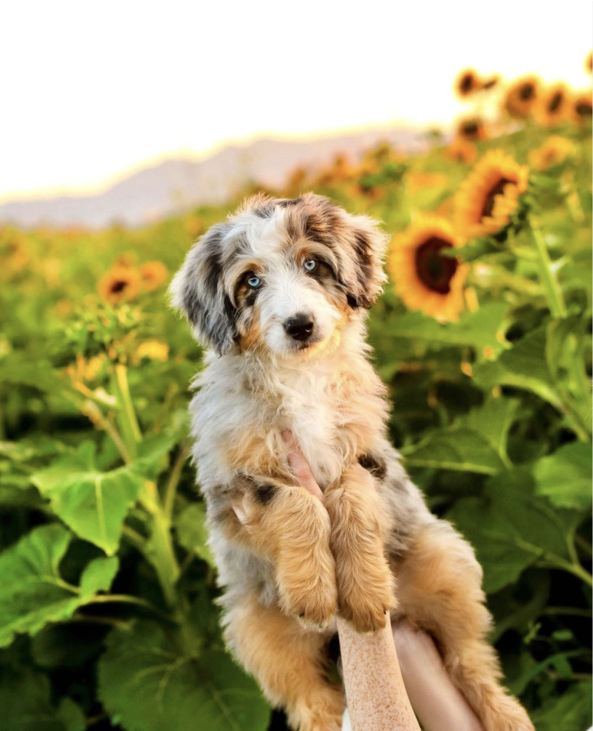 aussie goldendoodle mix