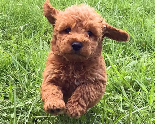 goldendoodle puppies for sale in indiana