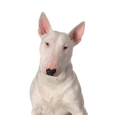 bull terrier puppies florida