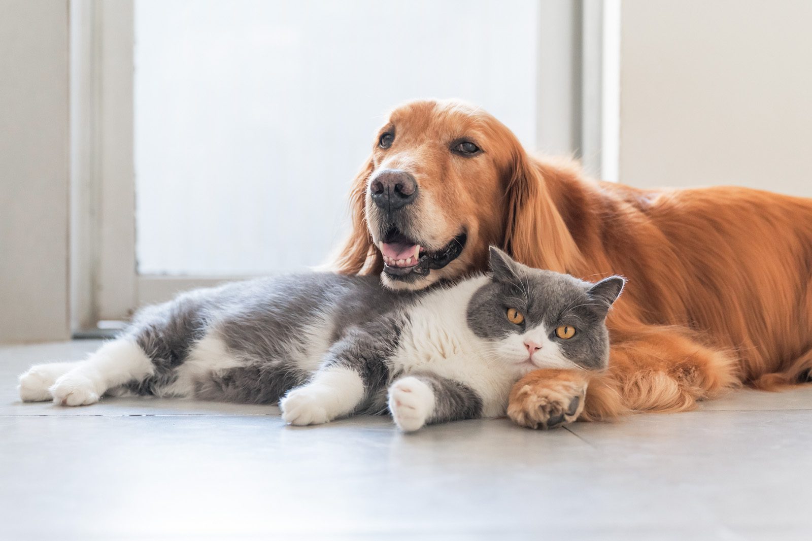 dog and cat image