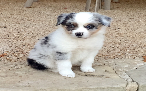 miniature australian shepherd texas