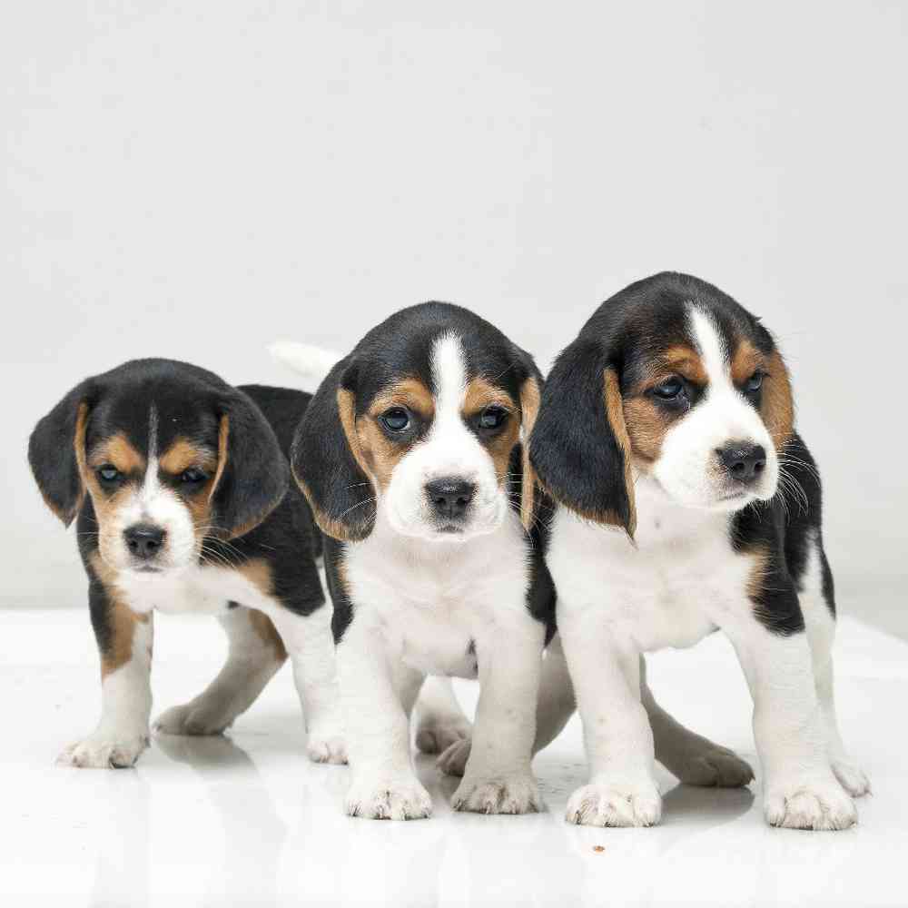 beagle breeders washington state