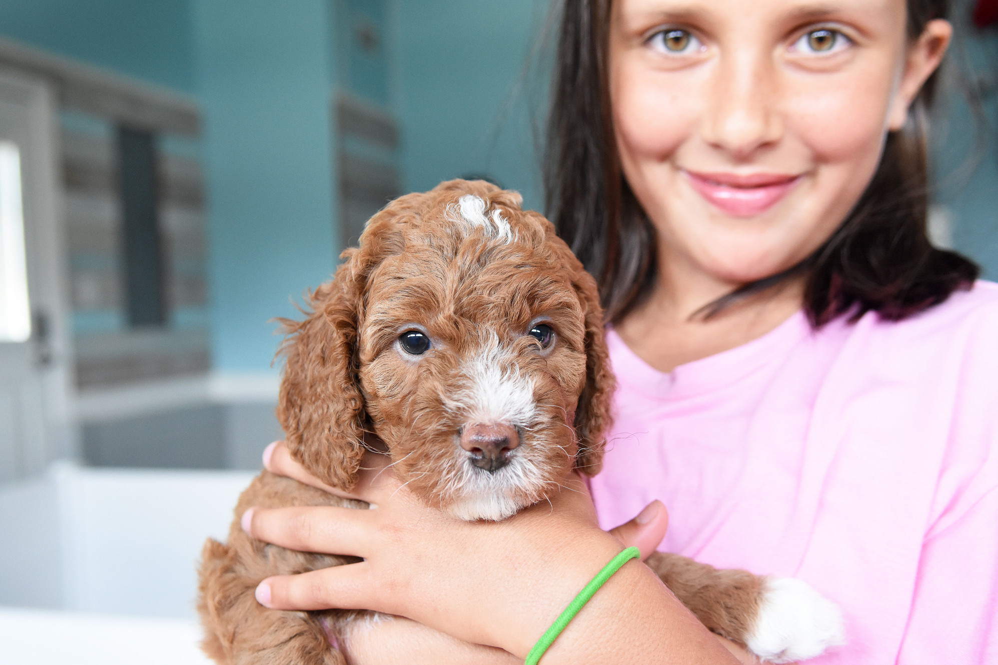 goldendoodle puppies sc