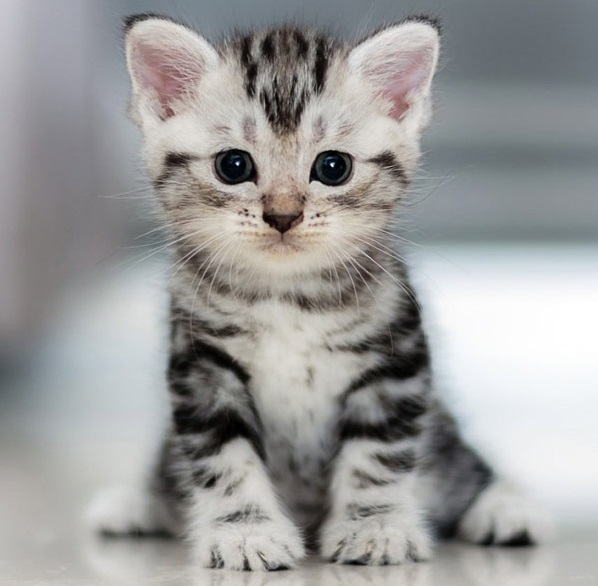 foster a kitten near me