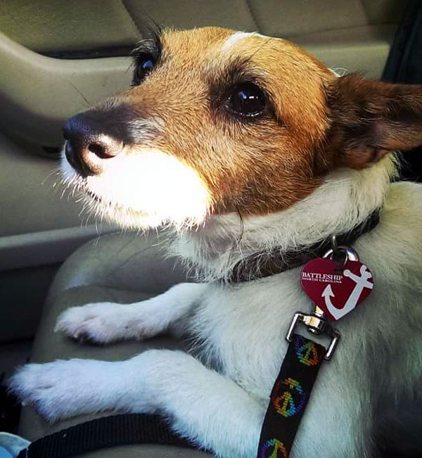 adoption jack russell puppies for sale near me