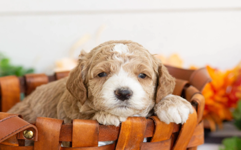 labradoodle rescue california