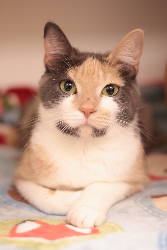 same day cat adoption near me