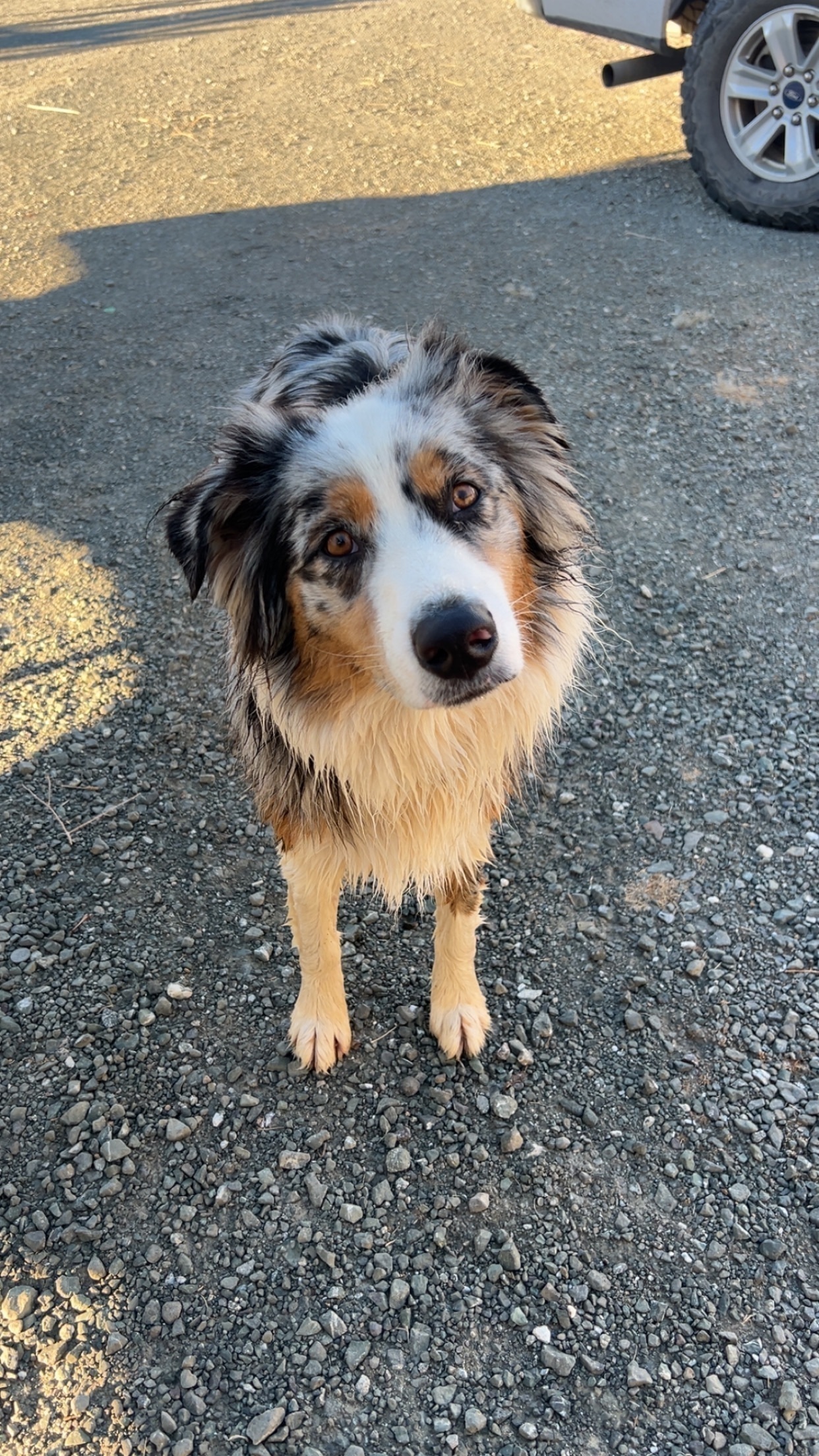 lost australian shepherd near me