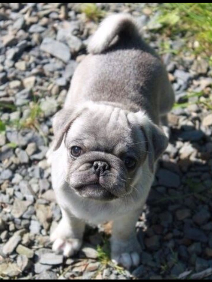 grey pug